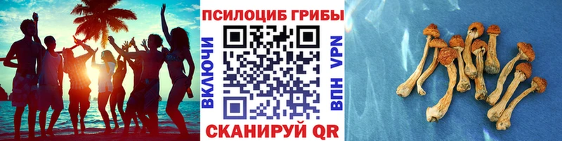 Псилоцибиновые грибы Cubensis  Красноярск 